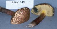 Boletus chrysenteron image