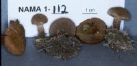 Media resource of Inocybe dulcamara