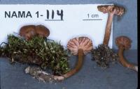 Media resource of Laccaria pumila