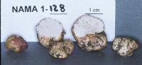 Media resource of Leucogaster rubescens
