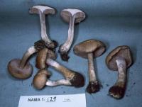 Media resource of Cortinarius caninus