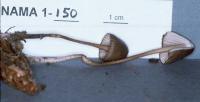 Mycena purpureofusca image