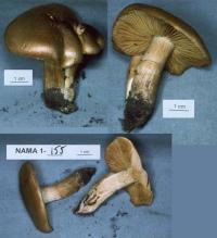 Media resource of Cortinarius clandestinus
