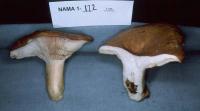 Lactarius zonarius image