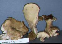 Xanthoporus peckianus image