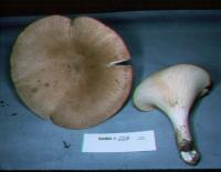 Leucopaxillus giganteus image