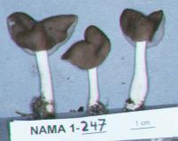 Media resource of Helvella elastica