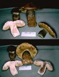 Media resource of Leccinum subalpinum