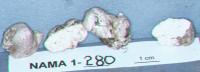 Media resource of Leucophleps spinispora
