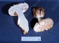Media resource of Amanita magniverrucata