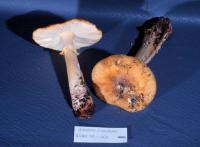 Media resource of Amanita franchetii