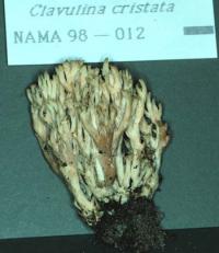 Clavulina coralloides image