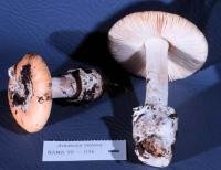 Media resource of Amanita velosa