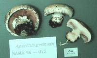 Media resource of Agaricus gennadii