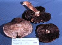 Media resource of Agaricus fuscovelatus