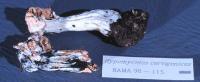 Hypomyces cervinigenus image
