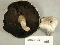 Media resource of Agaricus campestris