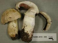 Media resource of Agaricus chionodermus