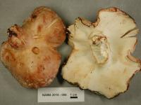 Media resource of Albatrellus confluens