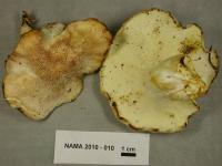 Media resource of Albatrellus ovinus