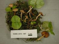 Media resource of Cortinarius acutus