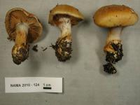 Media resource of Cortinarius calochrous