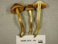 Media resource of Cortinarius croceus
