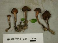 Media resource of Cortinarius flexipes