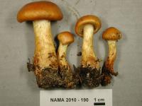 Media resource of Cortinarius gentilis