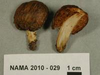 Media resource of Thaxterogaster pingue