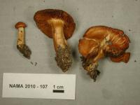 Media resource of Cortinarius renidens