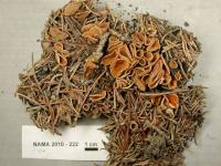 Geopyxis carbonaria image