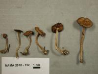 Media resource of Inocybe cincinnata