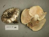 Media resource of Lactarius controversus