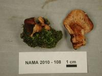 Lactarius rufus image