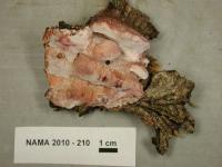 Media resource of Leptoporus mollis