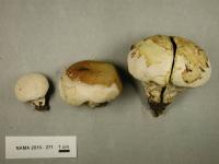 Media resource of Lycoperdon molle