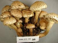Media resource of Pholiota squarrosa