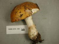 Media resource of Russula decolorans