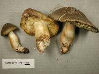 Tricholoma saponaceum image