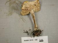 Melanoleuca graminicola image