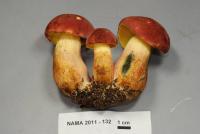 Media resource of Boletus sensibilis