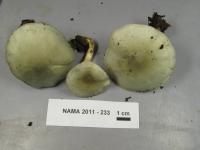 Clitocybe odora image