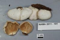 Media resource of Crepidotus applanatus