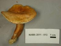 Gyroporus castaneus image