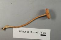 Media resource of Laccaria longipes