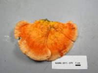 Laetiporus cincinnatus image