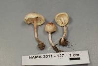 Lepiota cristata image
