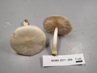 Media resource of Pluteus pellitus