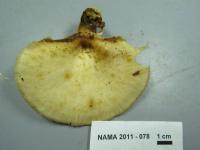 Polyporus craterellus image